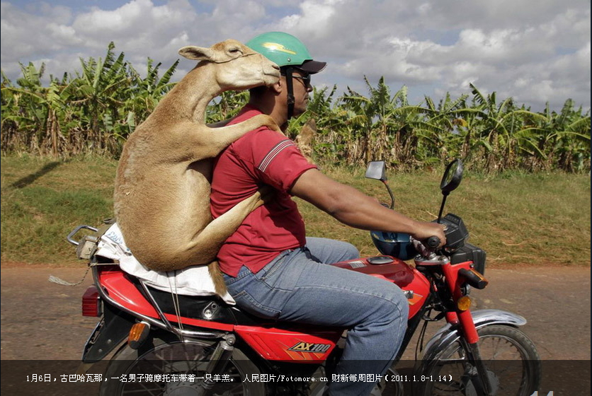 17-2011年1月6日，古巴哈瓦那，一名男子骑摩托车带着一只羊羔。.png