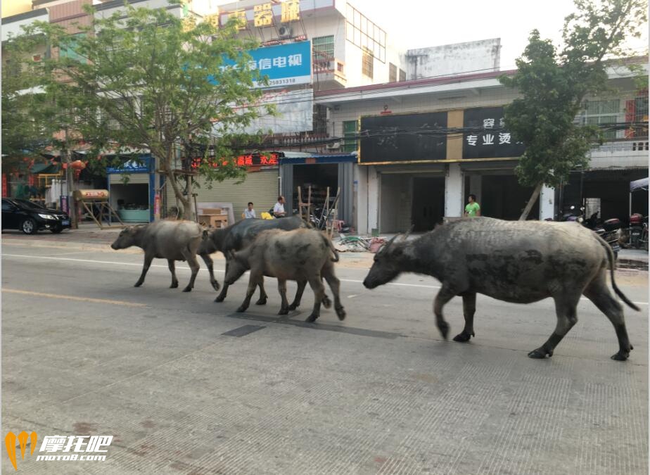 猪羊牛，就在路上走，大车小车都会主动停下来避让它们，人畜和谐共处