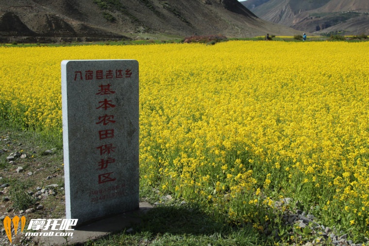 吉达的油菜花