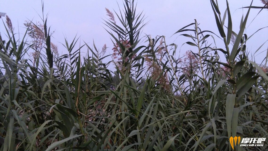  渭河芦荡