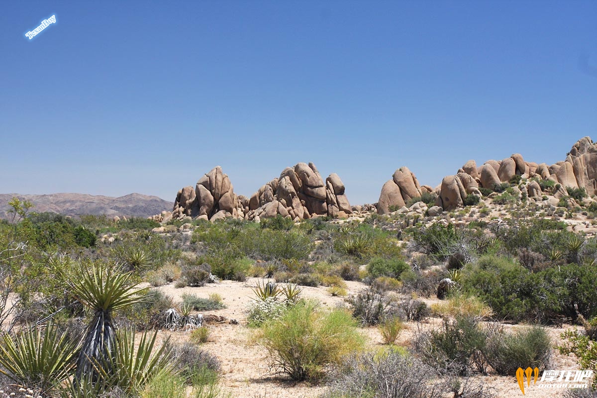 Mojave_0551.jpg