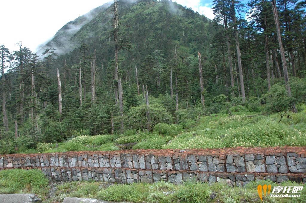 原始森林