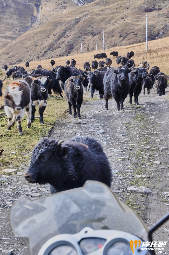 遇到牛群，它们根本不在怕的