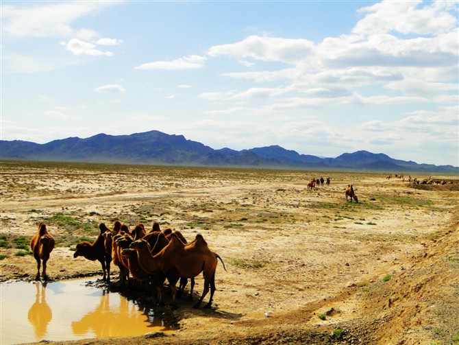 饮水的骆驼