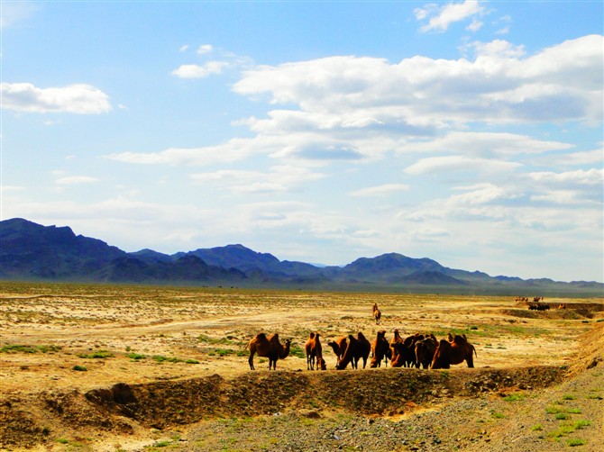 戈壁骆驼群
