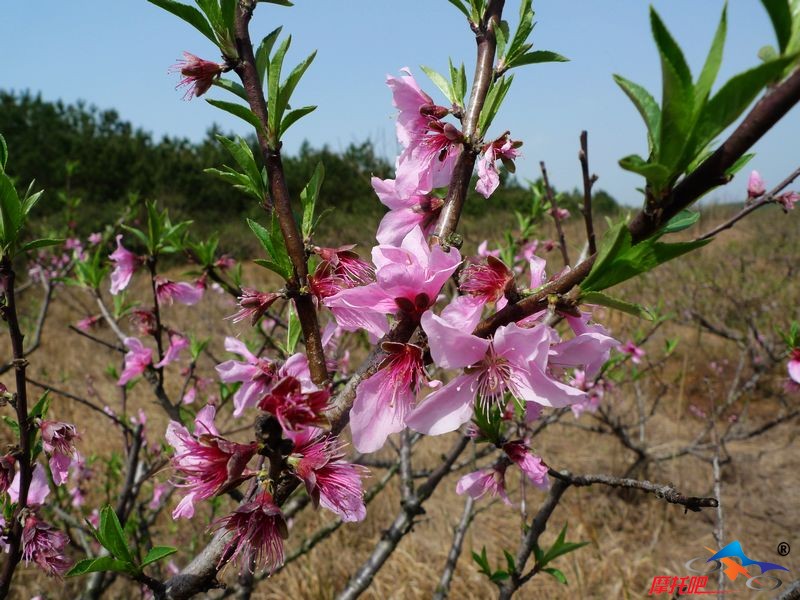 凤凰山桃花10年3月 015.jpg