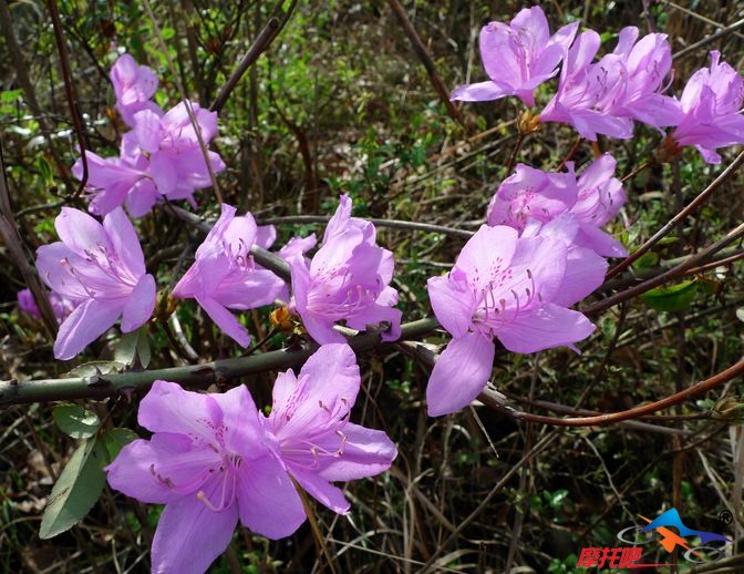 凤凰山桃花10年3月 011.jpg