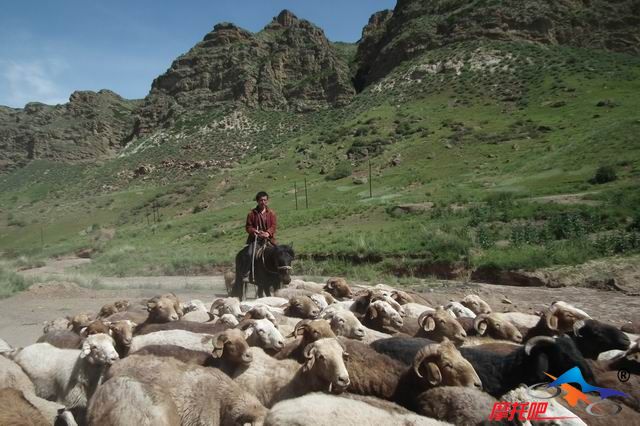 山上牧民和羊群
